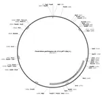 Recombinant Expression of PFO Protein through Genetic Engineering